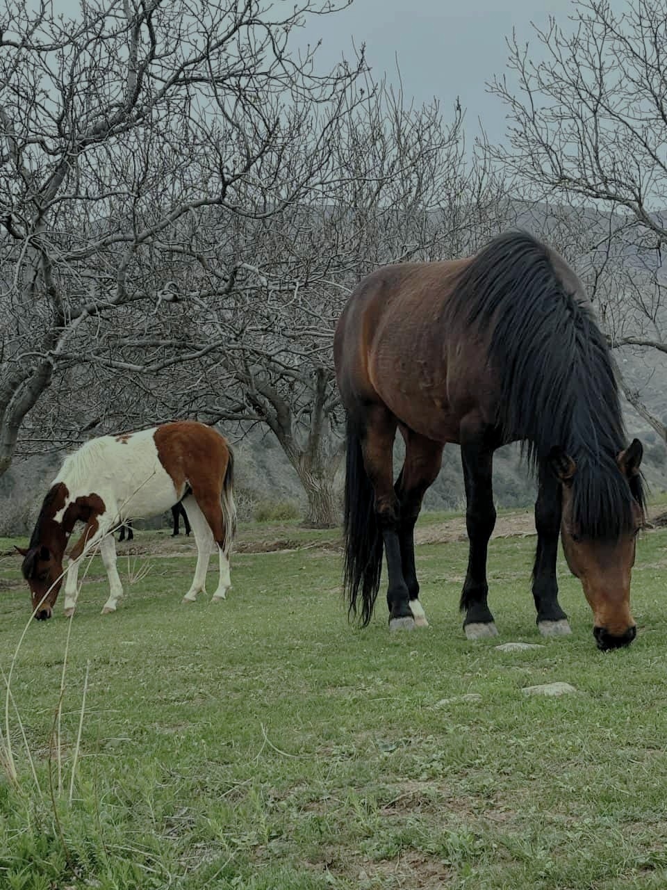 Garni-Azat Gorge-Goght