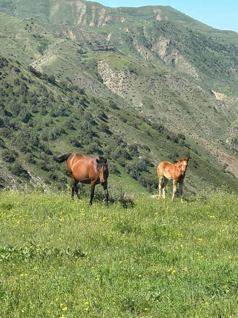 Horseback riding in Garni